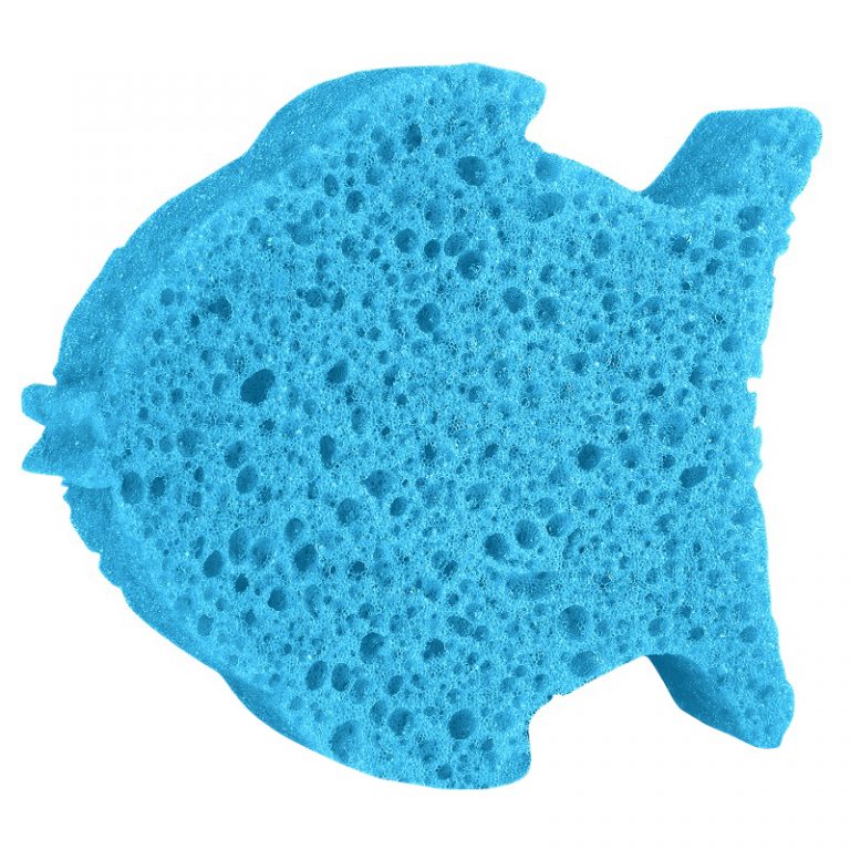 fish sponge animal