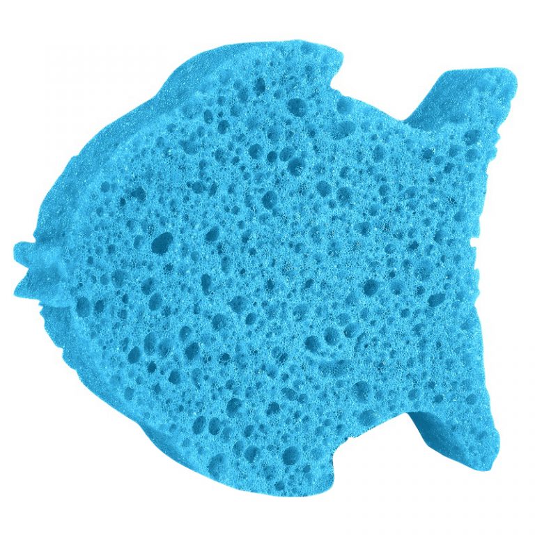 fish sponge animal