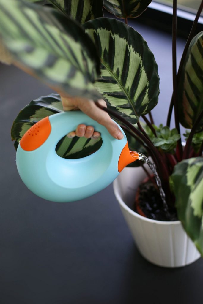 childrens watering can plant